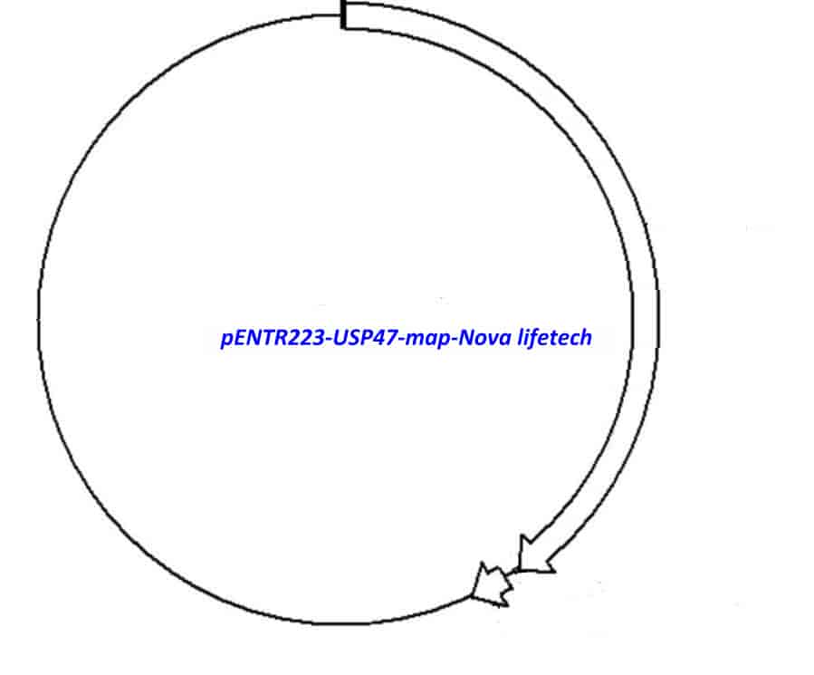 pENTR223-USP47 vector - Click Image to Close