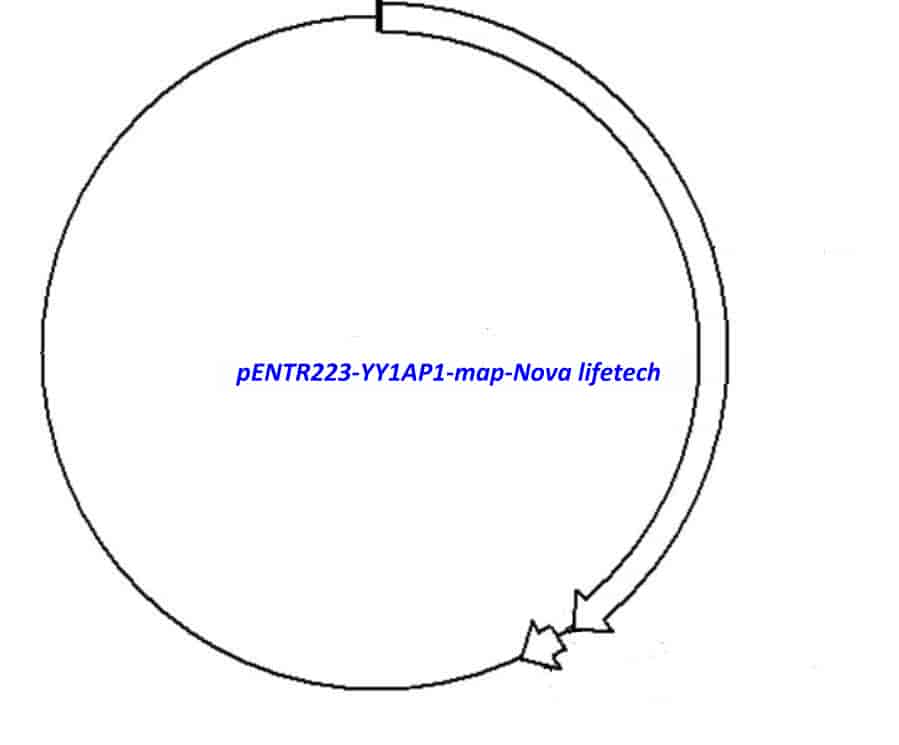 pENTR223-YY1AP1 vector - Click Image to Close