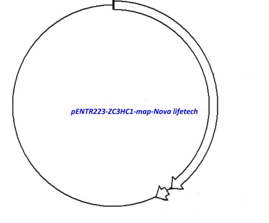 pENTR223- ZC3HC1 - Click Image to Close