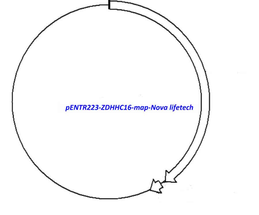 pENTR223-ZDHHC16 vector - Click Image to Close