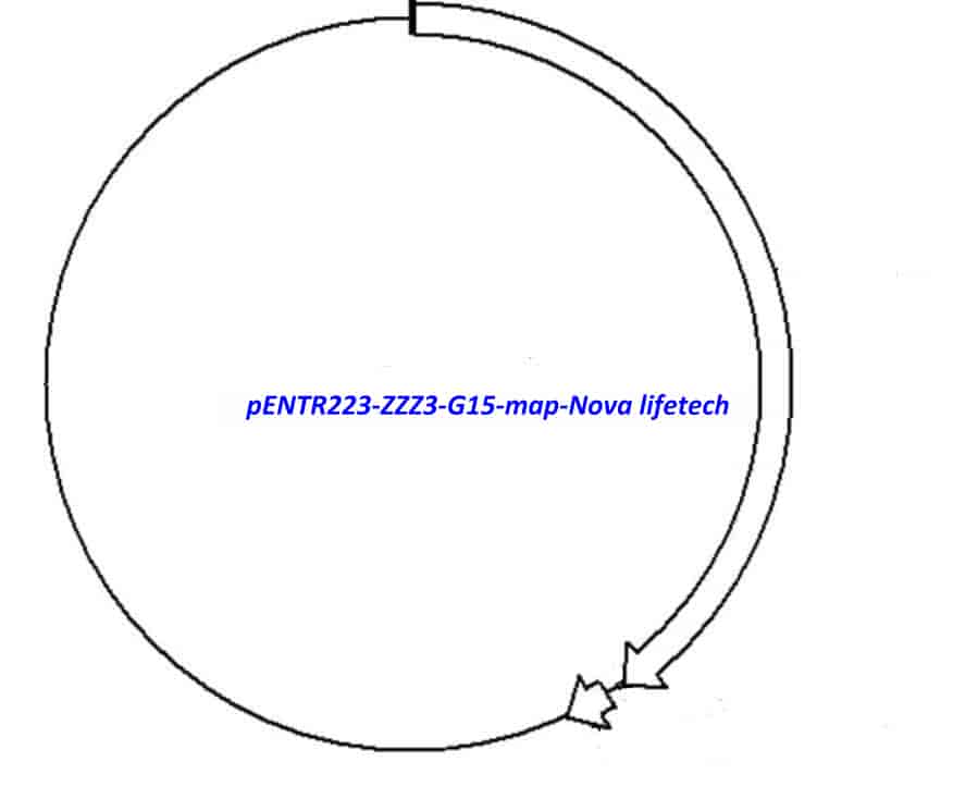 pENTR223-ZZZ3-G15