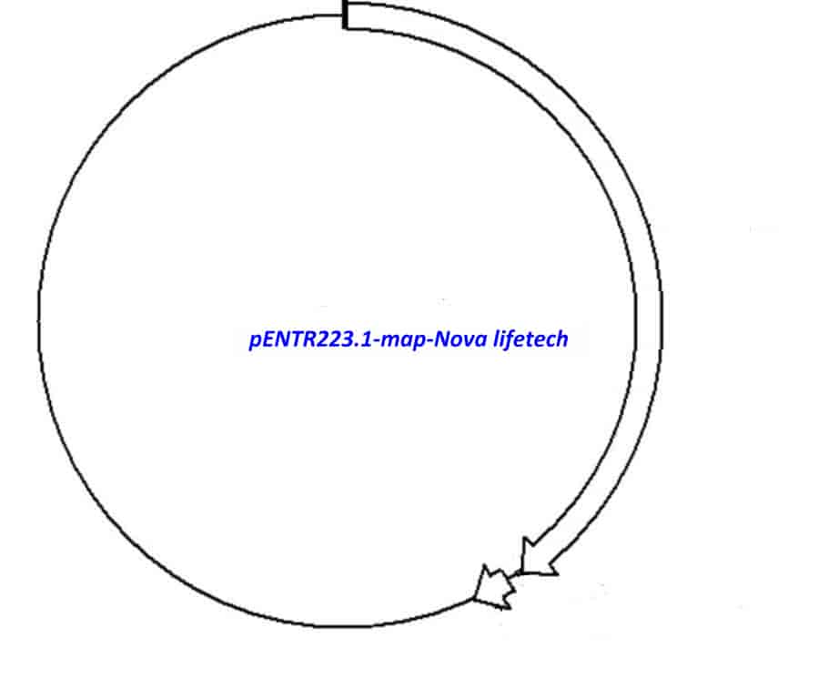 pENTR223.1 vector - Click Image to Close