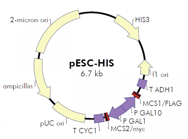 pESC- HIS - Click Image to Close