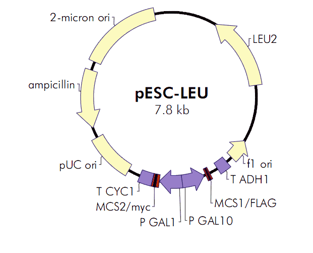 pESC- Leu Plasmid - Click Image to Close