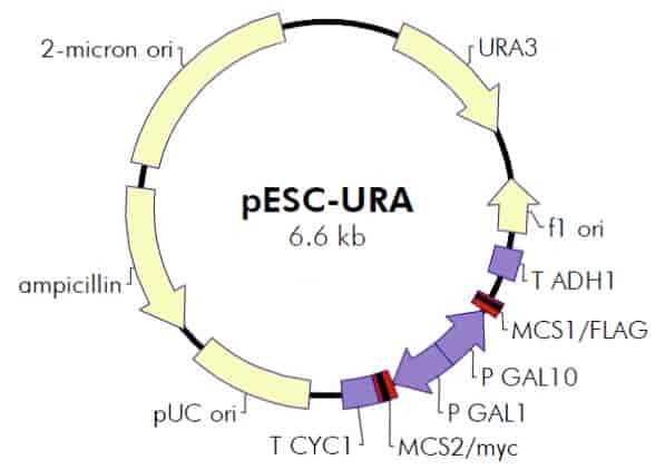 pESC- Ura Plasmid - Click Image to Close