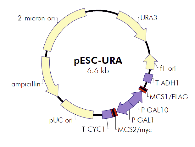 pESC-URA - Click Image to Close