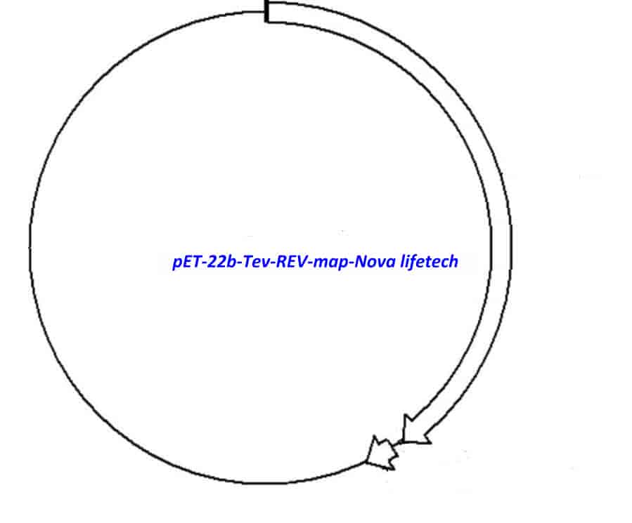pET-22b-Tev-REV vector - Click Image to Close