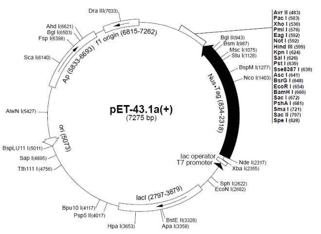 pET-43.1a(+) - Click Image to Close