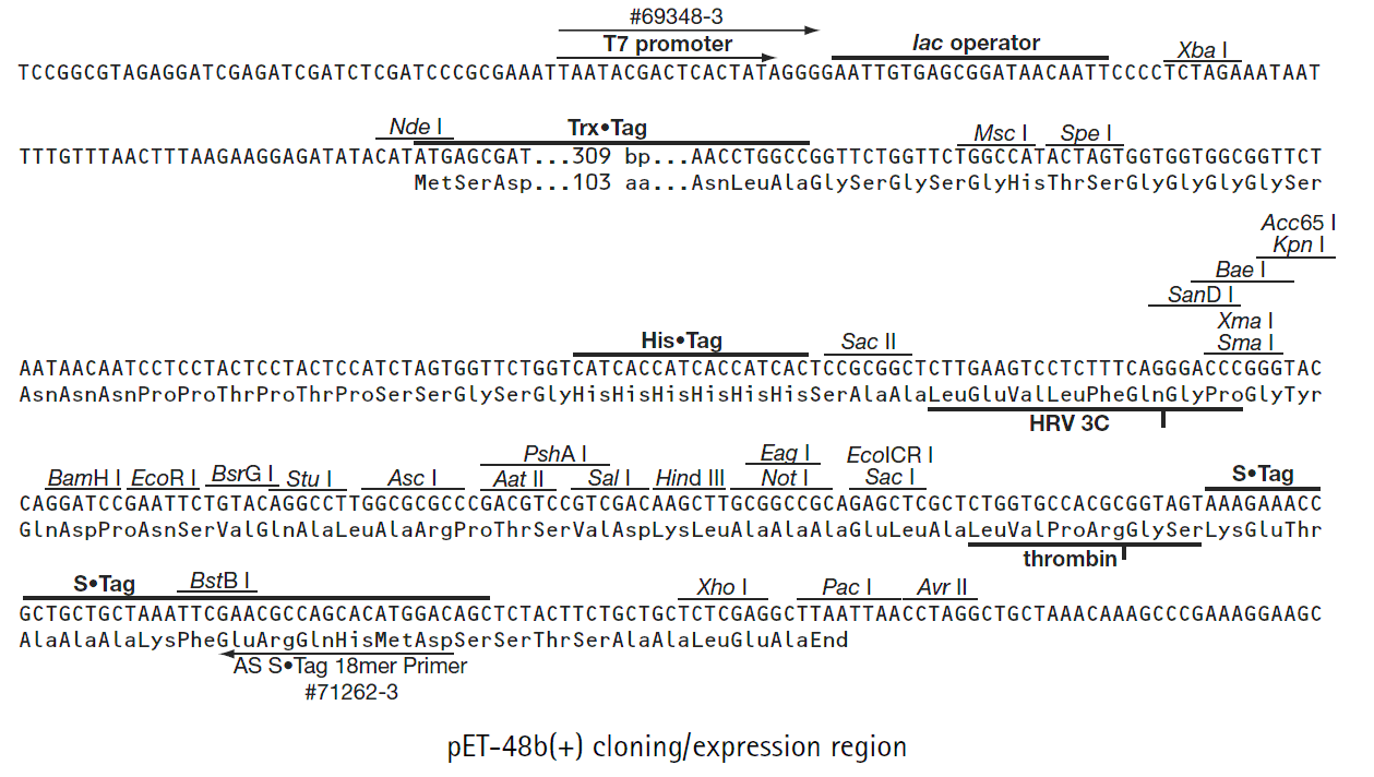 pET- 48b Plasmid - Click Image to Close