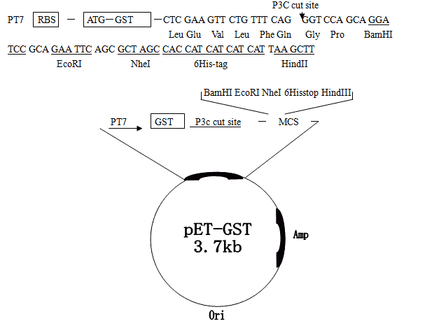 pET- GST Plasmid - Click Image to Close