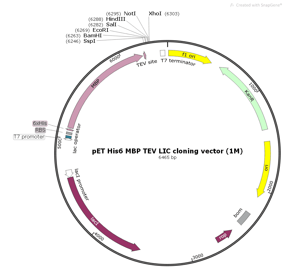 pET His6 MBP TEV LIC cloning vector (1M)