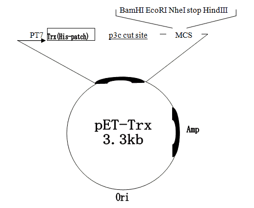pET- Trx - Click Image to Close