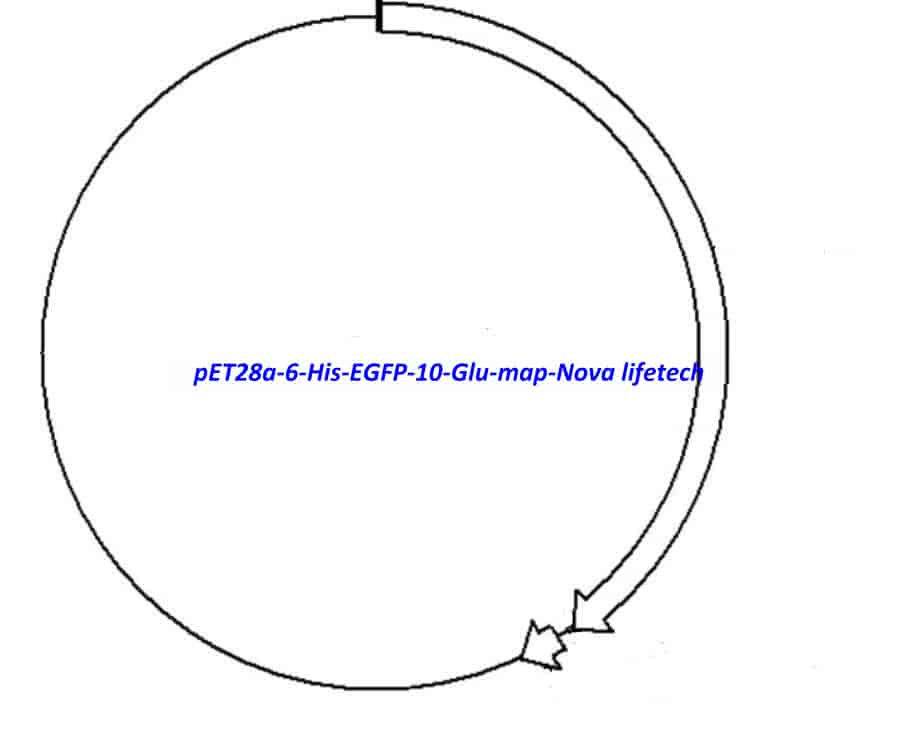 pET28a-6-His-EGFP-10-Glu - Click Image to Close