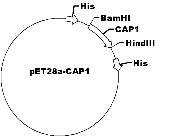 pET28a-CAP1 Plasmid