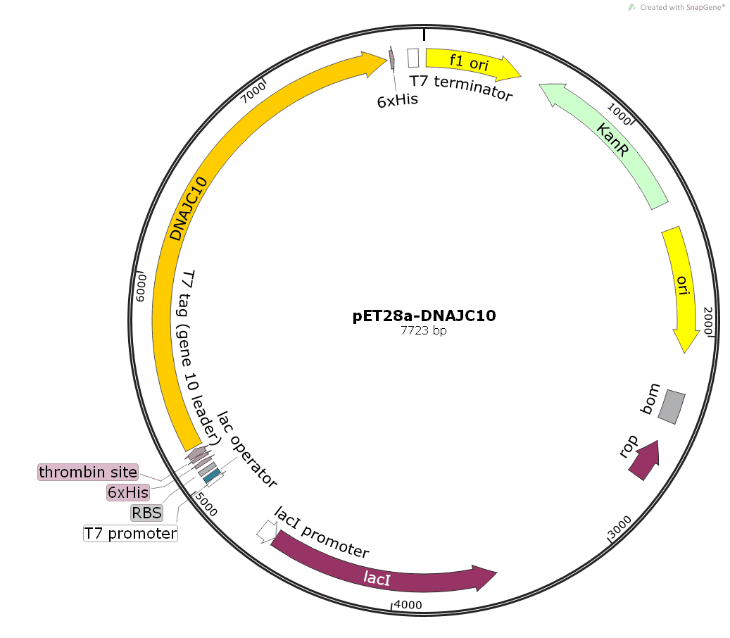 pET28a- DNAJC10