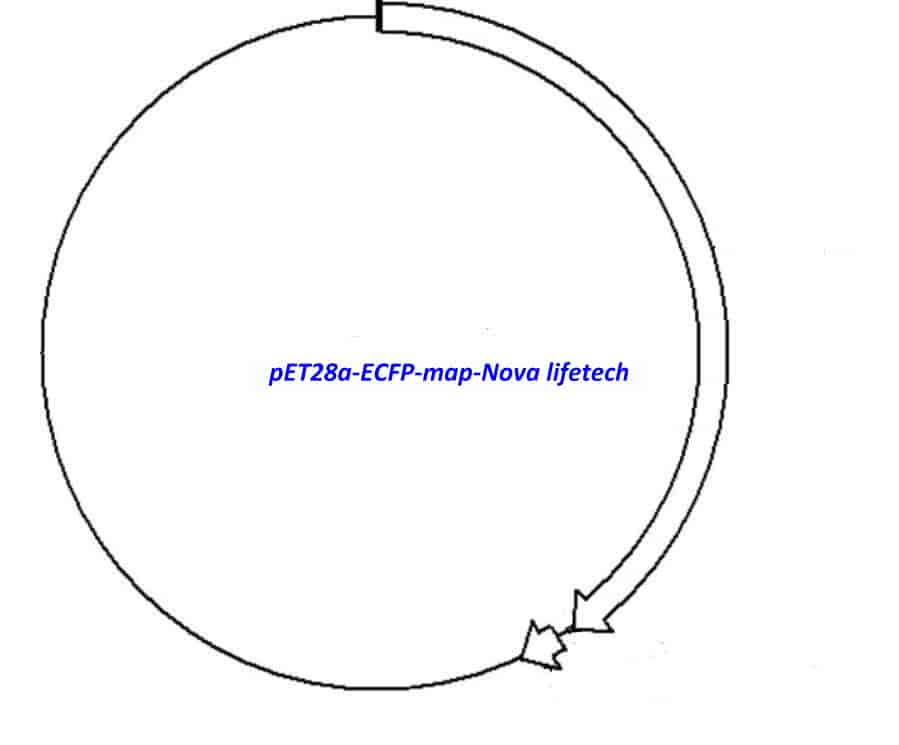 pET28a- ECFP Plasmid - Click Image to Close
