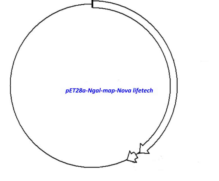 pET28a- Ngal Plasmid - Click Image to Close
