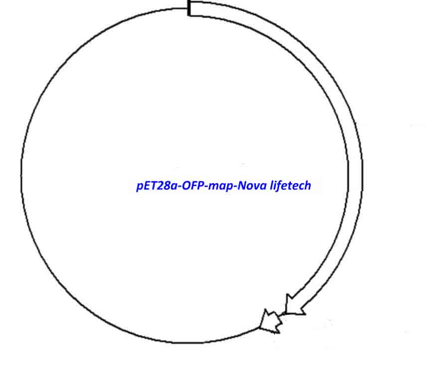 pET28a- OFP - Click Image to Close