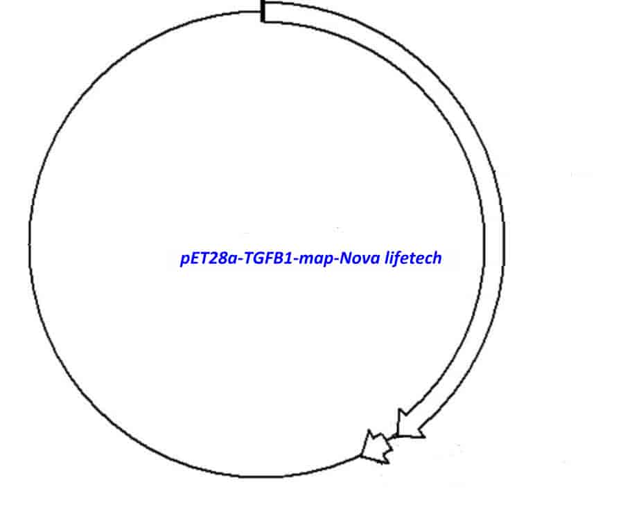 pET28a- TGFB1 Plasmid - Click Image to Close