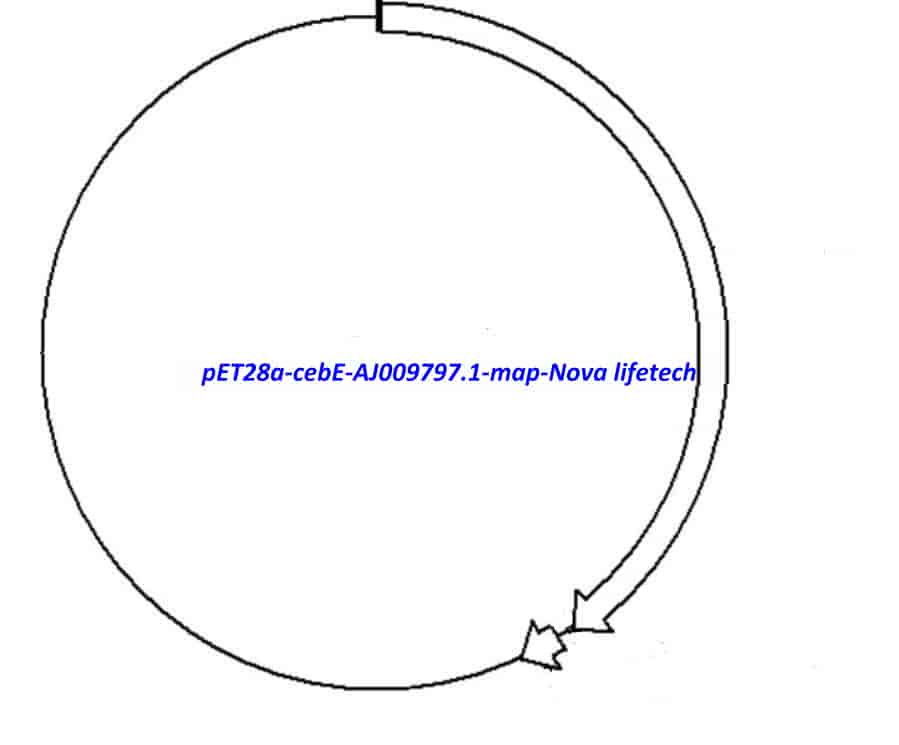 pET28a- cebE (AJ009797.1) - Click Image to Close