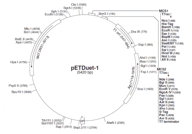 pETDuet-1 - Click Image to Close