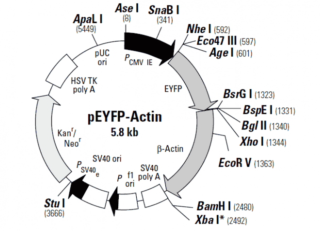pEYFP-Actin - Click Image to Close