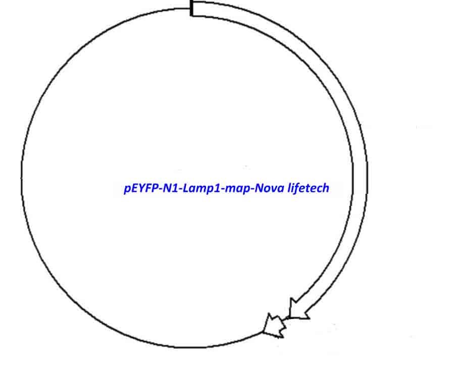 pEYFP-N1-Lamp1 - Click Image to Close