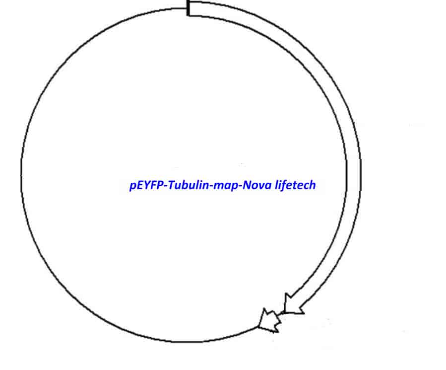 pEYFP- Tubulin Plasmid - Click Image to Close