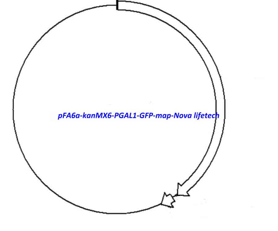 pFA6a-kanMX6-PGAL1-GFP - Click Image to Close