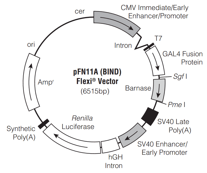 pFN11A (BIND) - Click Image to Close