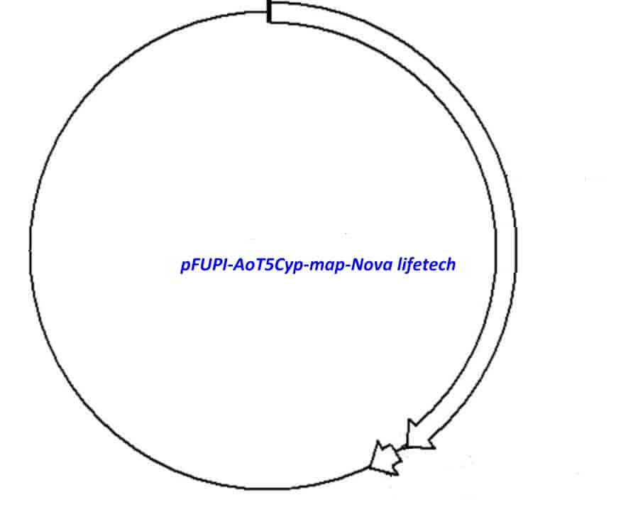pFUPI AoT5Cyp - Click Image to Close