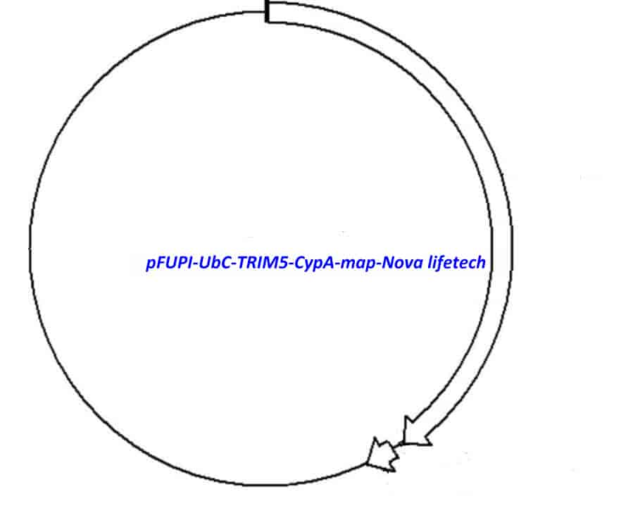 pFUPI- UbC- TRIM5- CypA - Click Image to Close