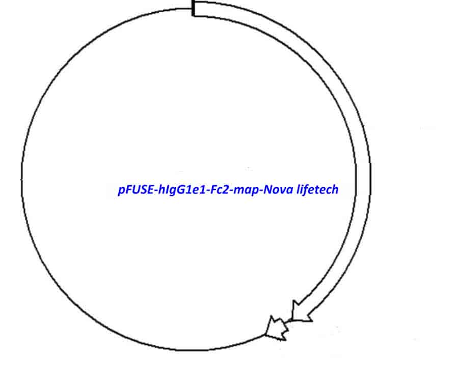 pFUSE- hIgG1e1- Fc2 Plasmid - Click Image to Close