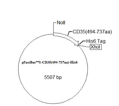 pFastBac 1-CD35(494-737aa)-His6 Plasmid - Click Image to Close