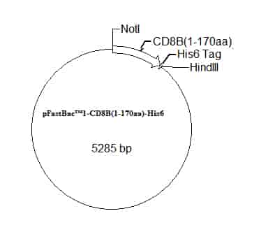pFastBac 1-CD8B(1-170aa)-His6 Plasmid - Click Image to Close