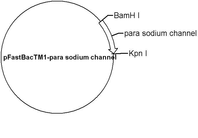 pFastBac 1-para sodium channel Plasmid