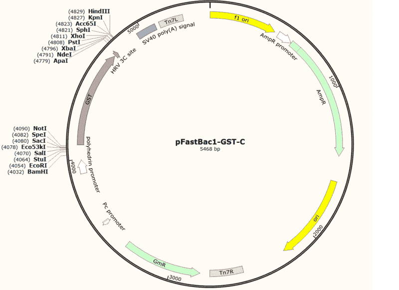 pFastBac- GST- C Plasmid