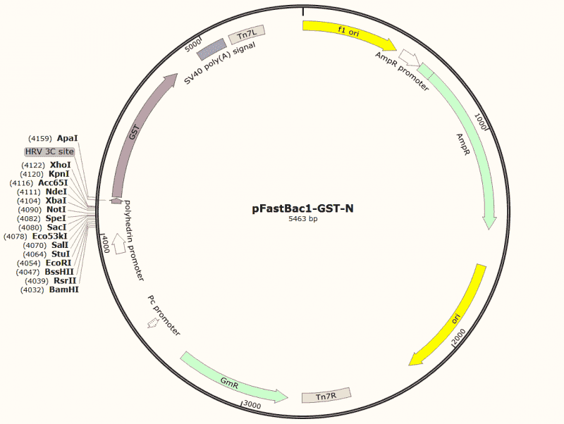 pFastBac- GST- N Plasmid - Click Image to Close