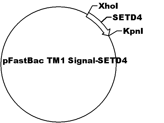 pFastBac TM1 Signal-SETD4 Plasmid