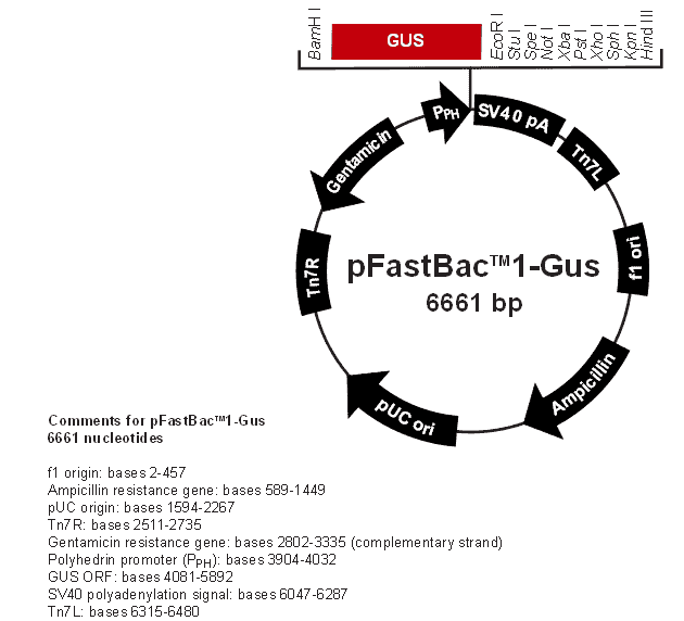 pFastBac1 - Click Image to Close
