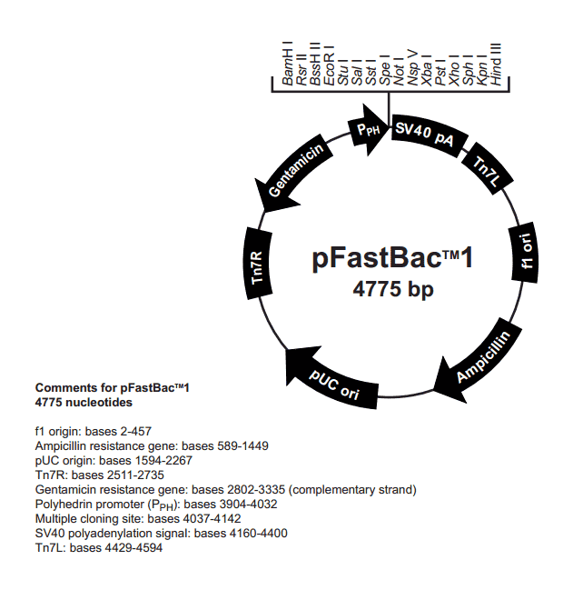 pFastBac1 - Click Image to Close