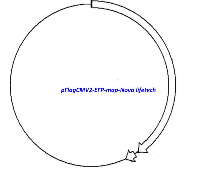 pFlagCMV2- EFP - Click Image to Close