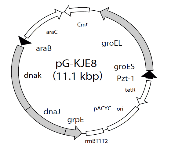 pG- KJE8 - Click Image to Close