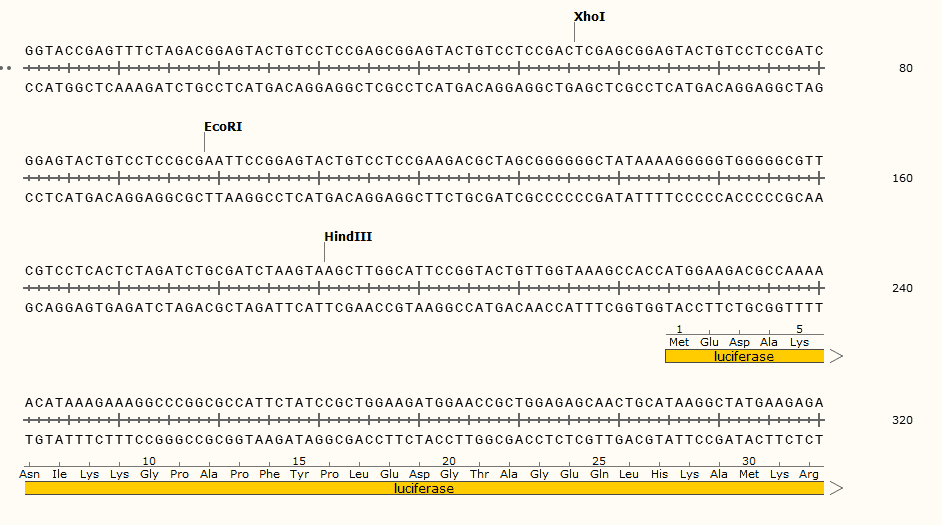 pG5Luc Plasmid - Click Image to Close