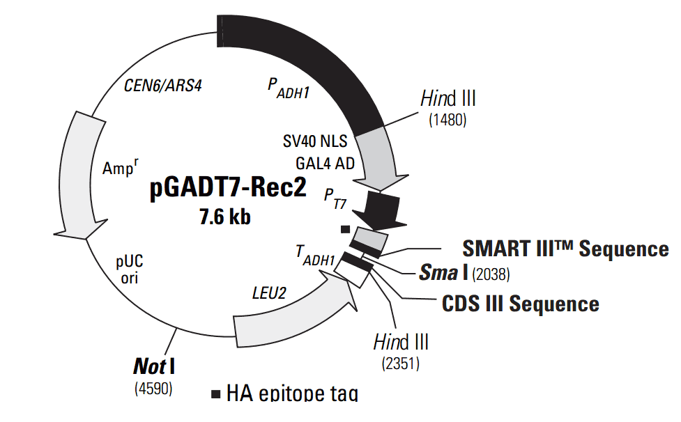 pGADT7-Rec2 - Click Image to Close
