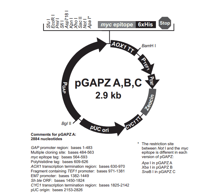 pGAPZA Plasmid - Click Image to Close