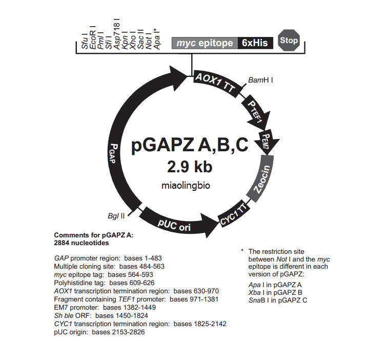 pGAPZB Plasmid - Click Image to Close