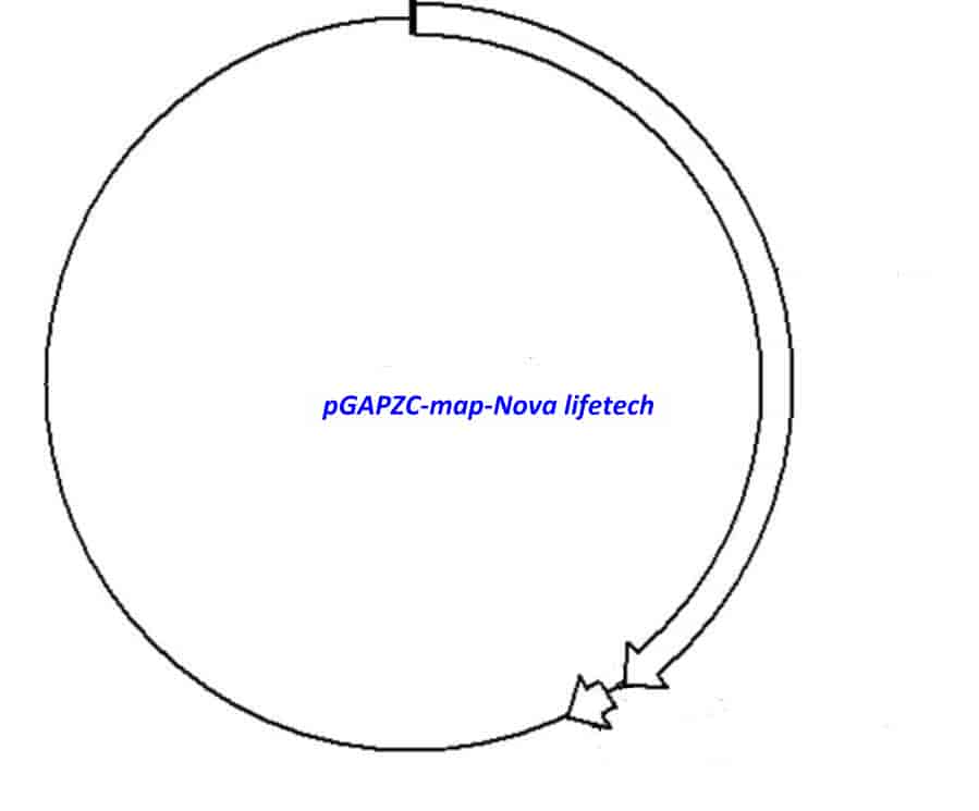 pGAPZC Plasmid - Click Image to Close