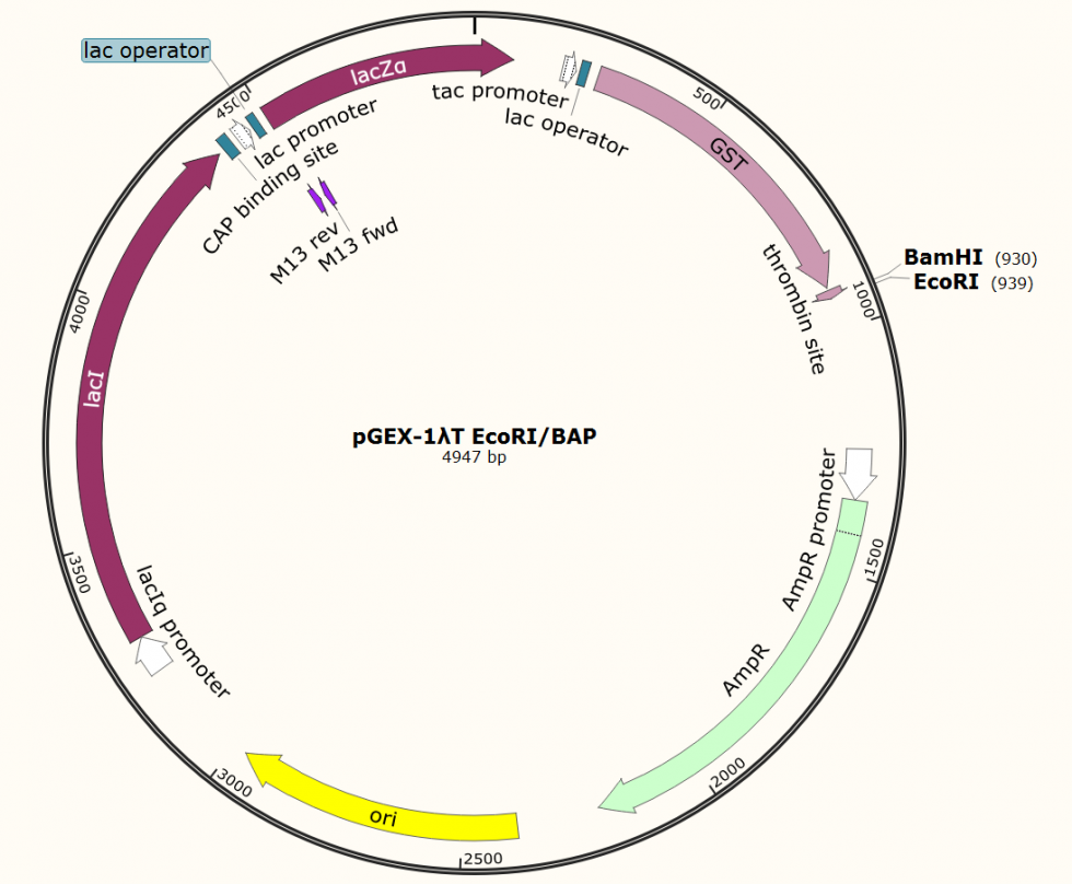 pGEX-1λT EcoRI/ BAP plasmid - Click Image to Close