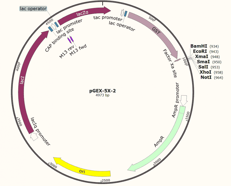 pGEX-5X-2 plasmid
